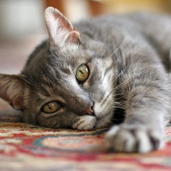 cat.jpg