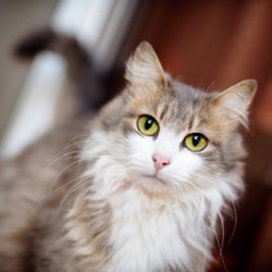 cat2.jpg